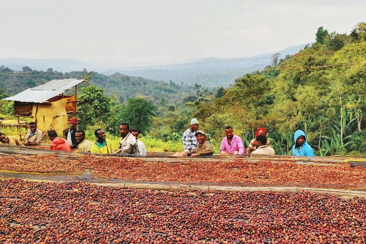Ethiopian coffee