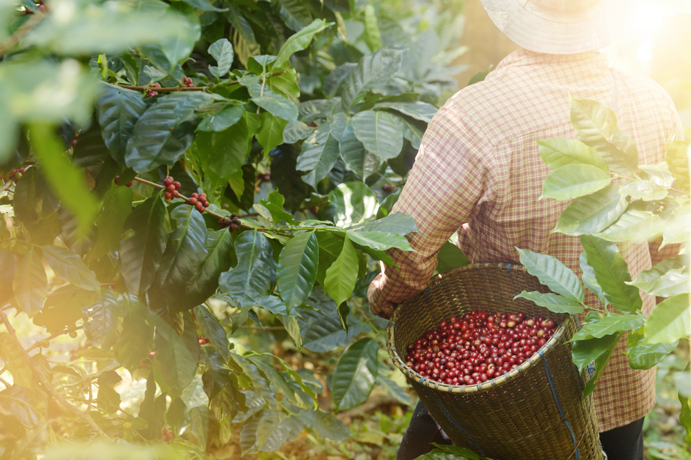 Coffee — highland origin